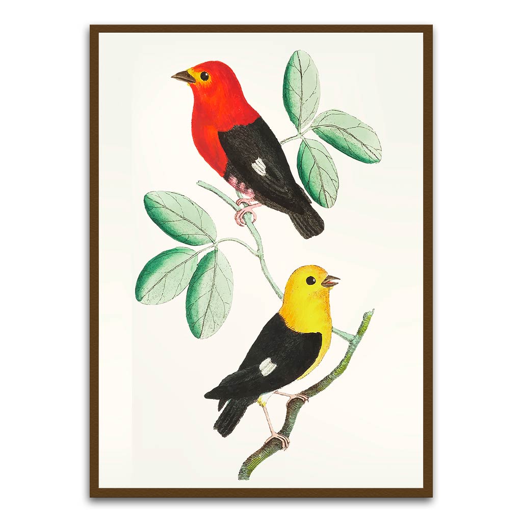 Colourful bird Brown Printed frame acrylic canvas Frames