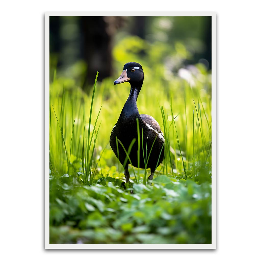 Duck White Printed frame acrylic canvas Frames