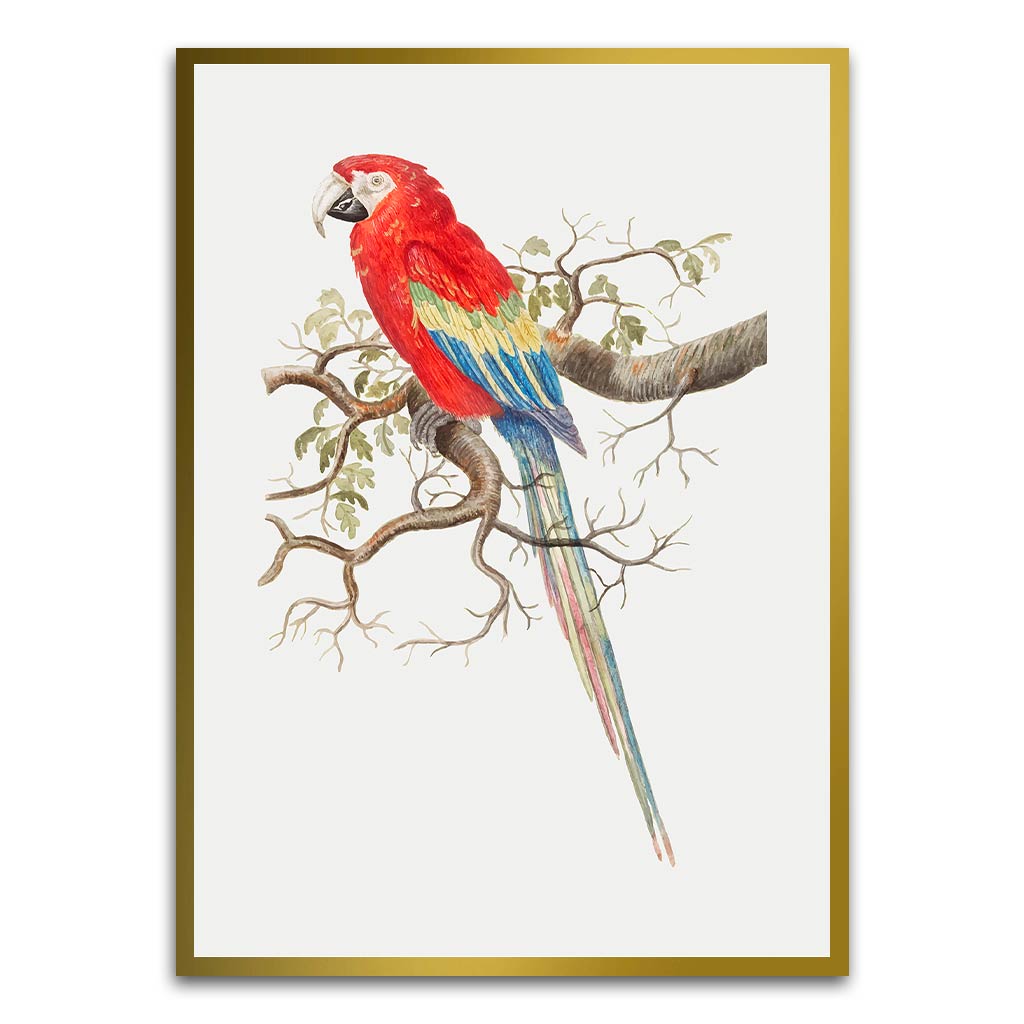 Parrot Gold Printed frame acrylic canvas Frames