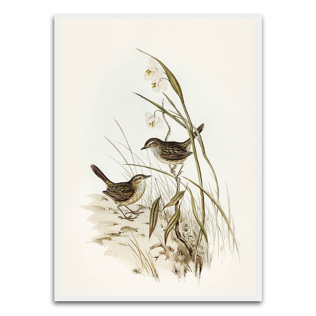 Sparrow White Printed frame acrylic canvas Frames