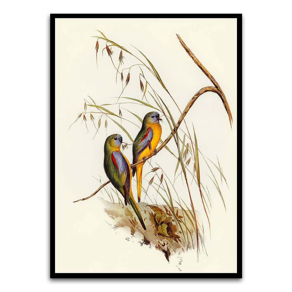 Baby parrot 1 Black Printed frame acrylic canvas Frames