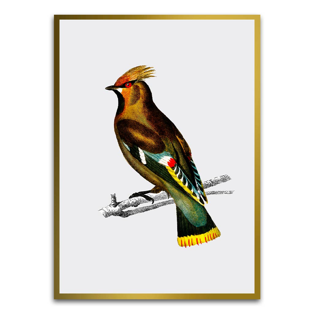 Bohemian waxwing Gold Printed frame acrylic canvas Frames