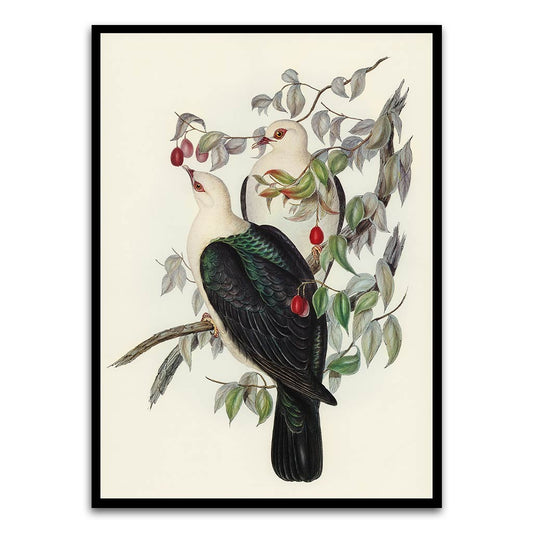 White Head Pigeon Black Printed frame acrylic canvas Frames