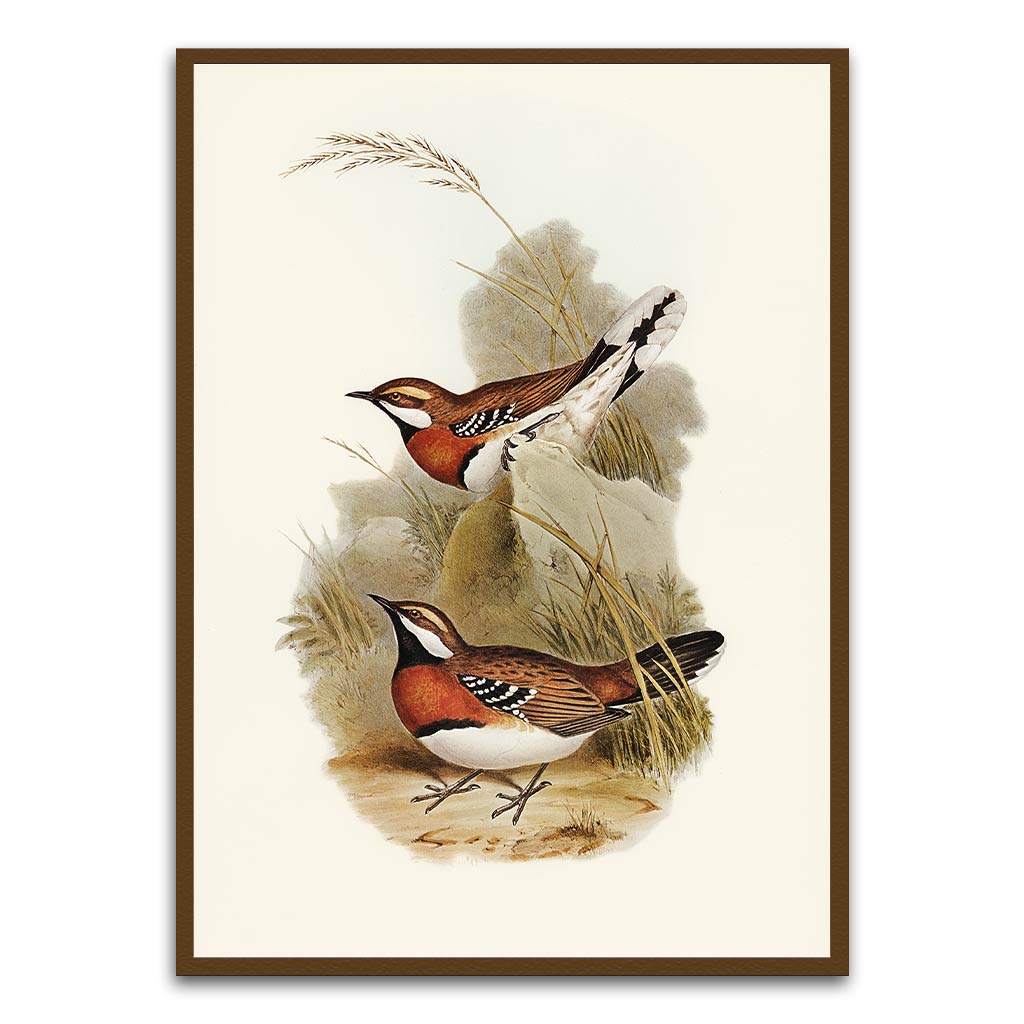 Antique bird Brown Printed frame acrylic canvas Frames