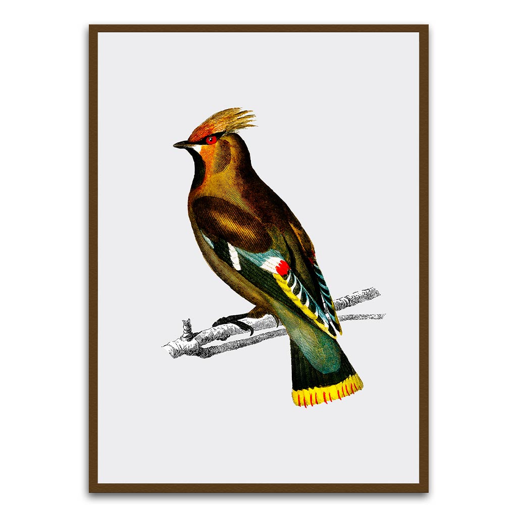 Bohemian waxwing Brown Printed frame acrylic canvas Frames