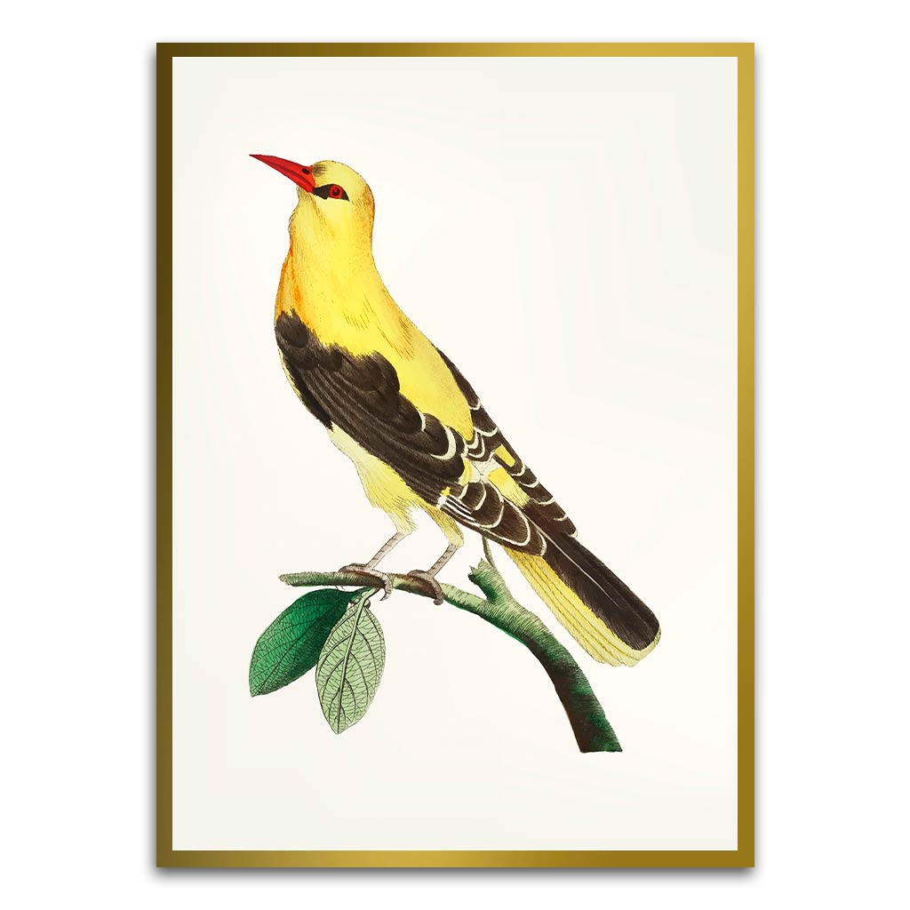 Golden Oriole Bird Gold Printed frame acrylic canvas Frames