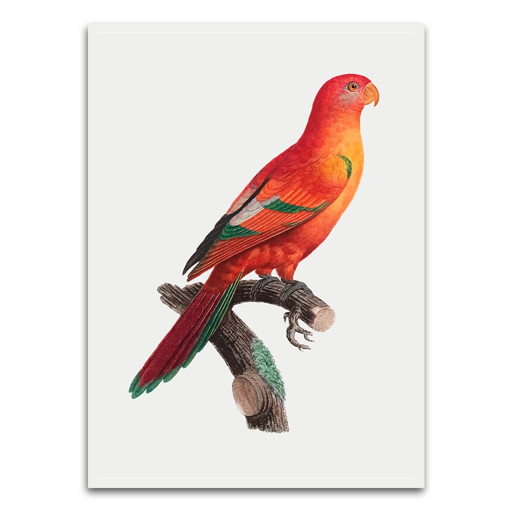 Shining Parrot White Printed frame acrylic canvas Frames