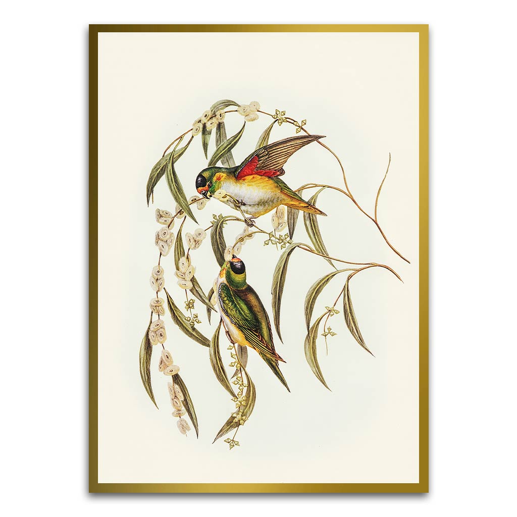 Baby Parrot Gold Printed frame acrylic canvas Frames