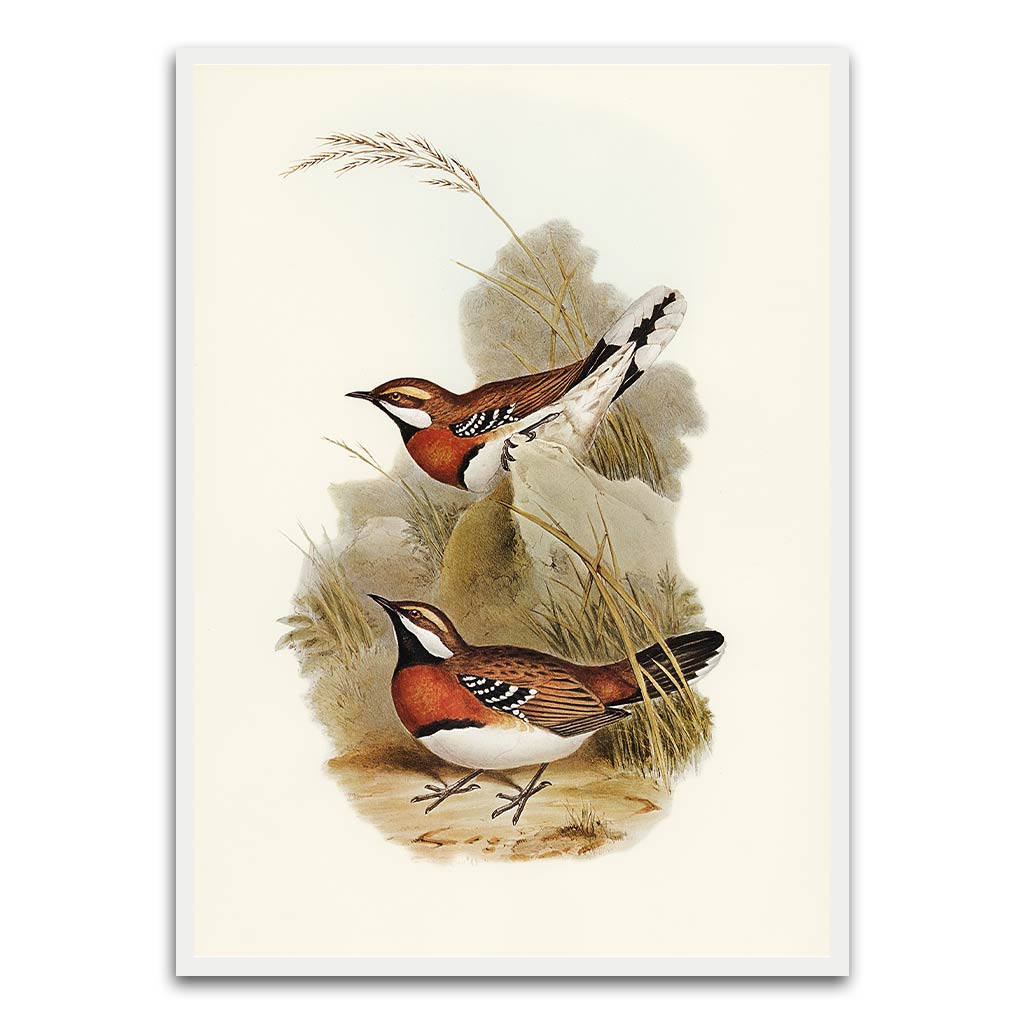 Antique bird White Printed frame acrylic canvas Frames