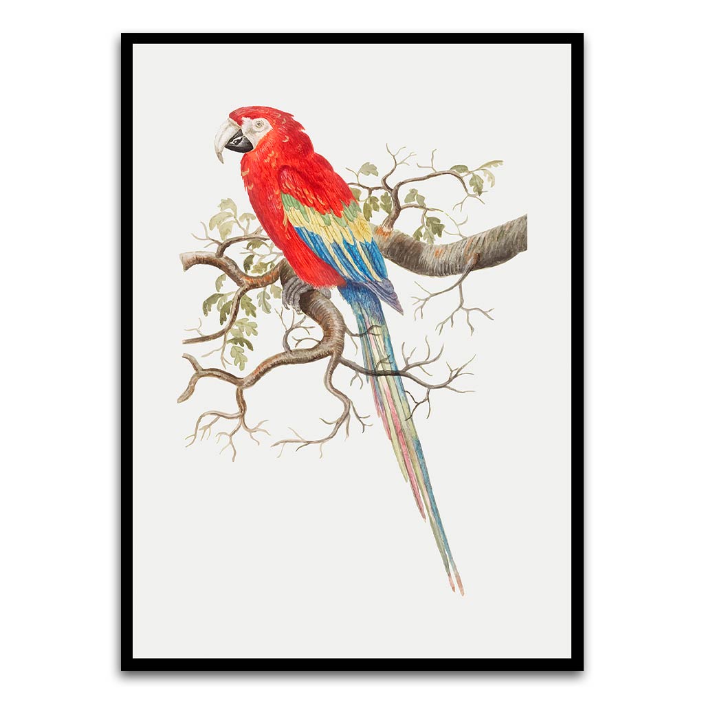 Parrot Black Printed frame acrylic canvas Frames