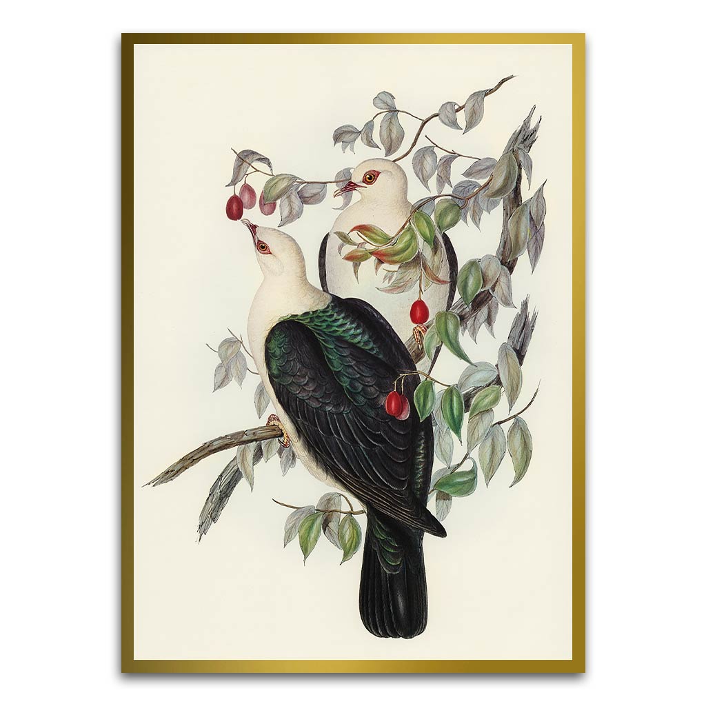 White Head Pigeon Gold Printed frame acrylic canvas Frames