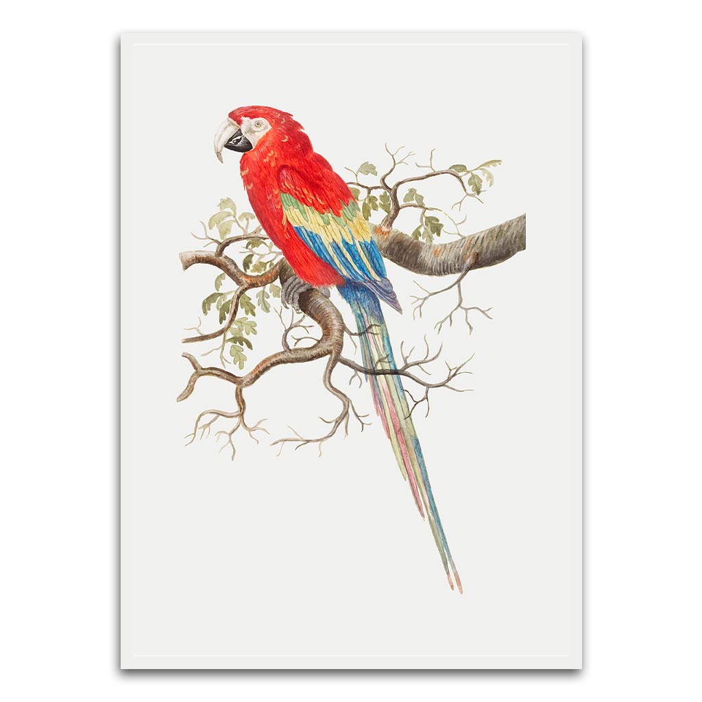 Parrot White Printed frame acrylic canvas Frames