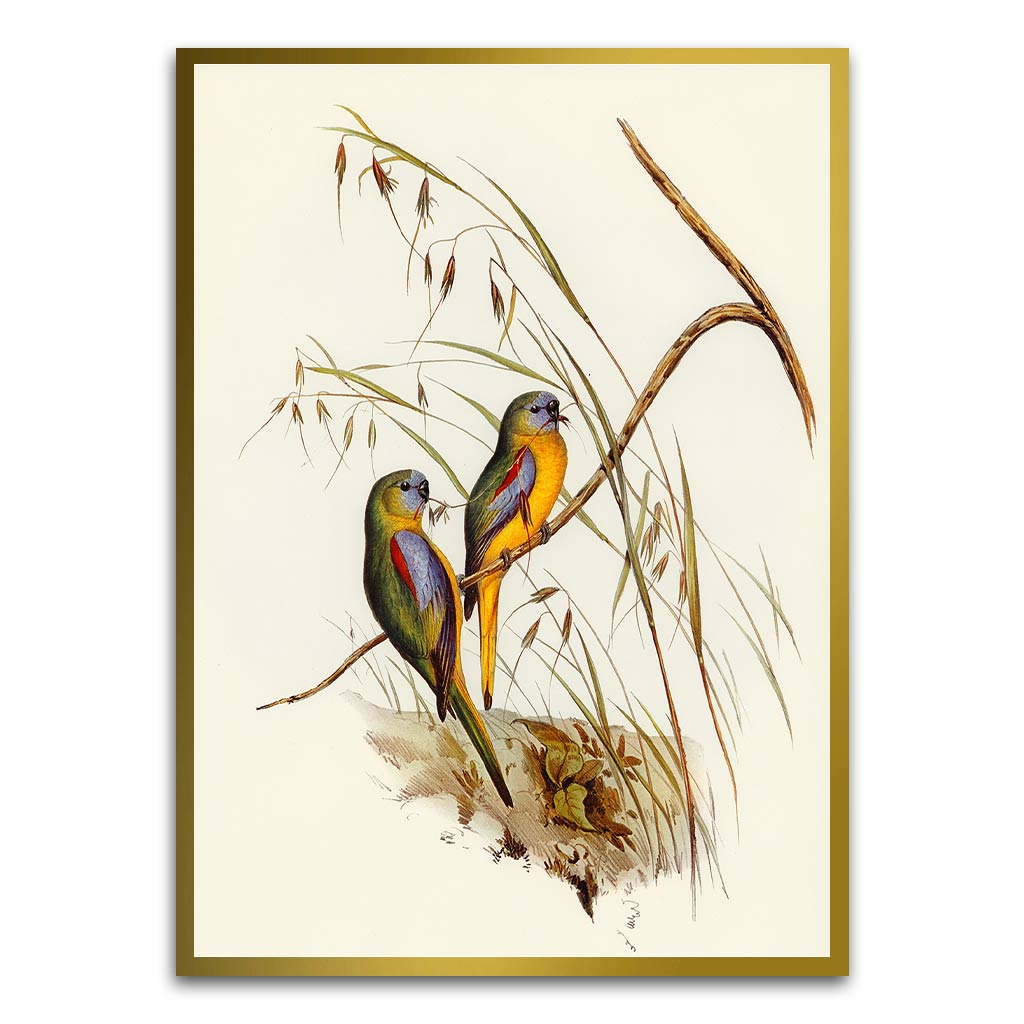 Baby parrot 1 Gold Printed frame acrylic canvas Frames