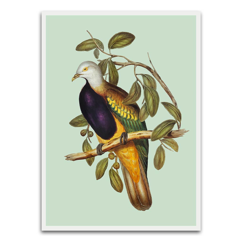 Pigeon White Canvas acrylic canvas Frames