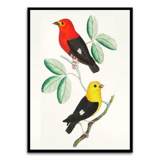 Colourful bird Black Printed frame acrylic canvas Frames