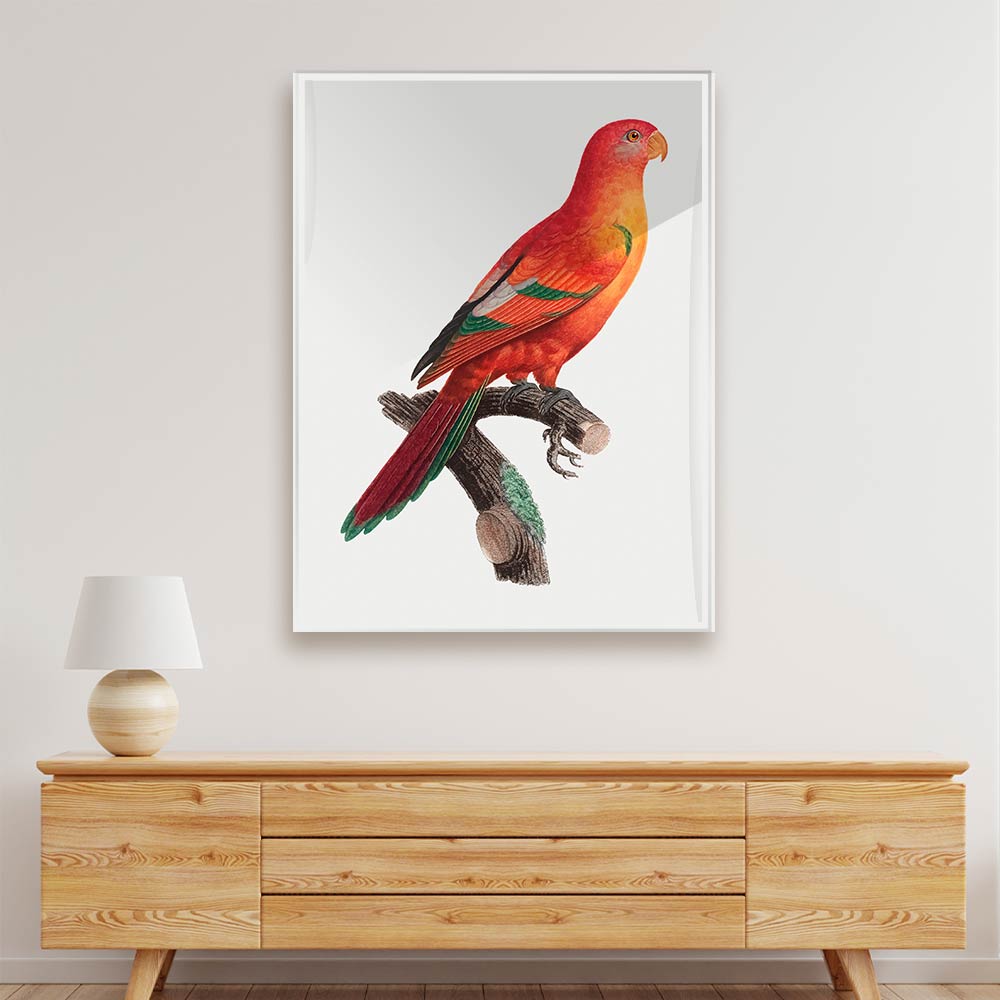 Shining Parrot Acrylic acrylic canvas Frames