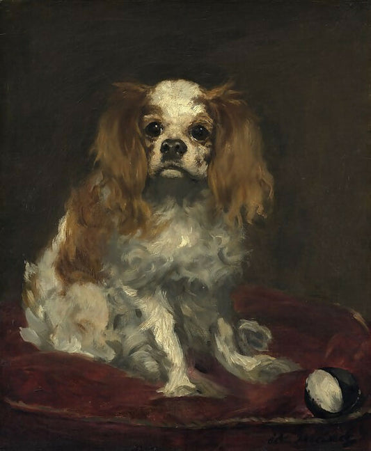 Edouard Manet – King Charles Spaniel 50X40 Canvas