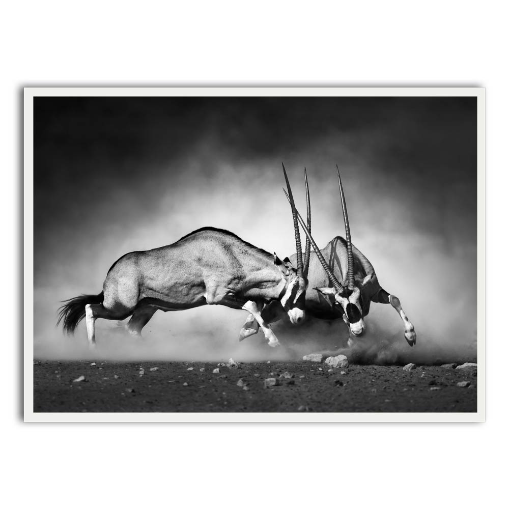 Gazelle White Printed frame acrylic canvas Frames